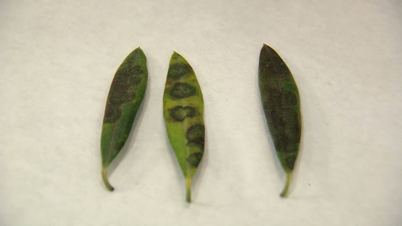 Preparación de muestras para el diagnóstico de enfermedades fúngicas en Patología Vegetal. I.