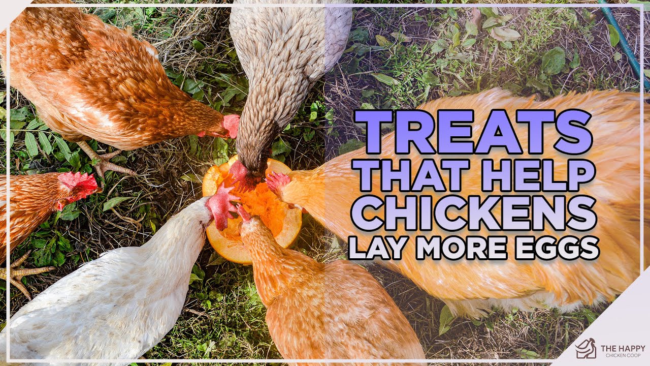 These Treats = MORE EGGS!