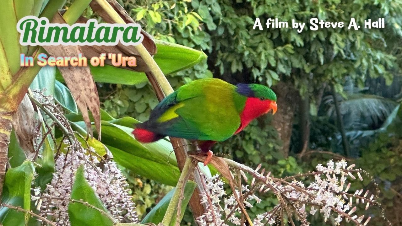 Rimatara - In Search of 'Ura