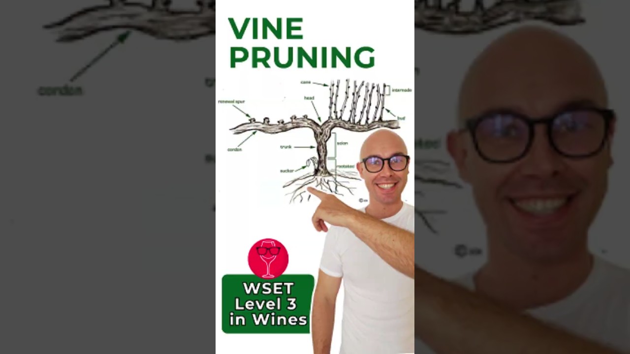 Vine Pruning | WSET Level 3 in Wines @thirstyandwise
