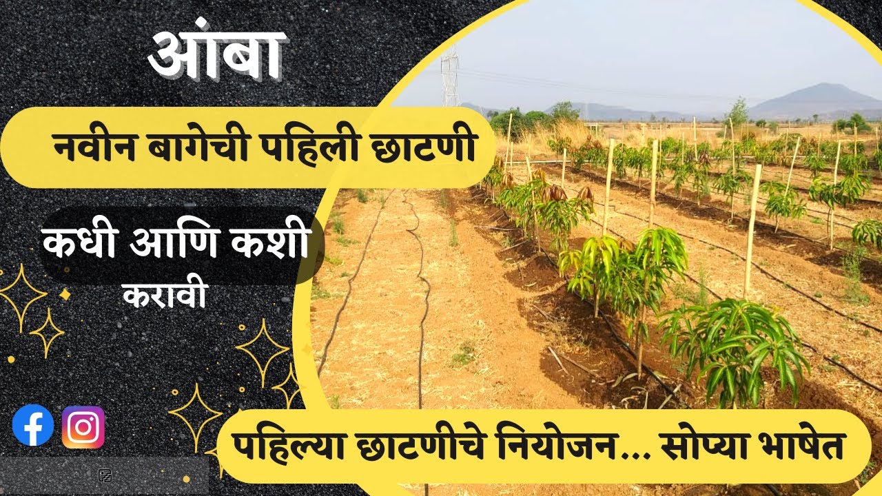 आंबा बागेची पहिली छाटनी कधी आणि कशी करावी. छाटणी चे फायदे. Mango Pruning