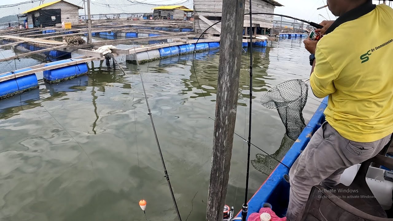 UMPAN KAMI DI SERANG IKAN MERAH