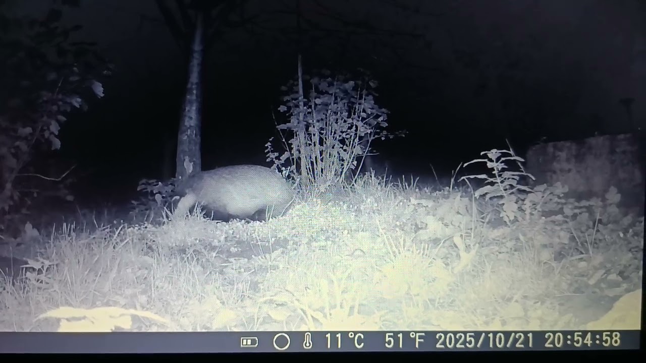 WILDKAMERA IM GARTEN. DACHS, GANZ SCHÖN DICK.
