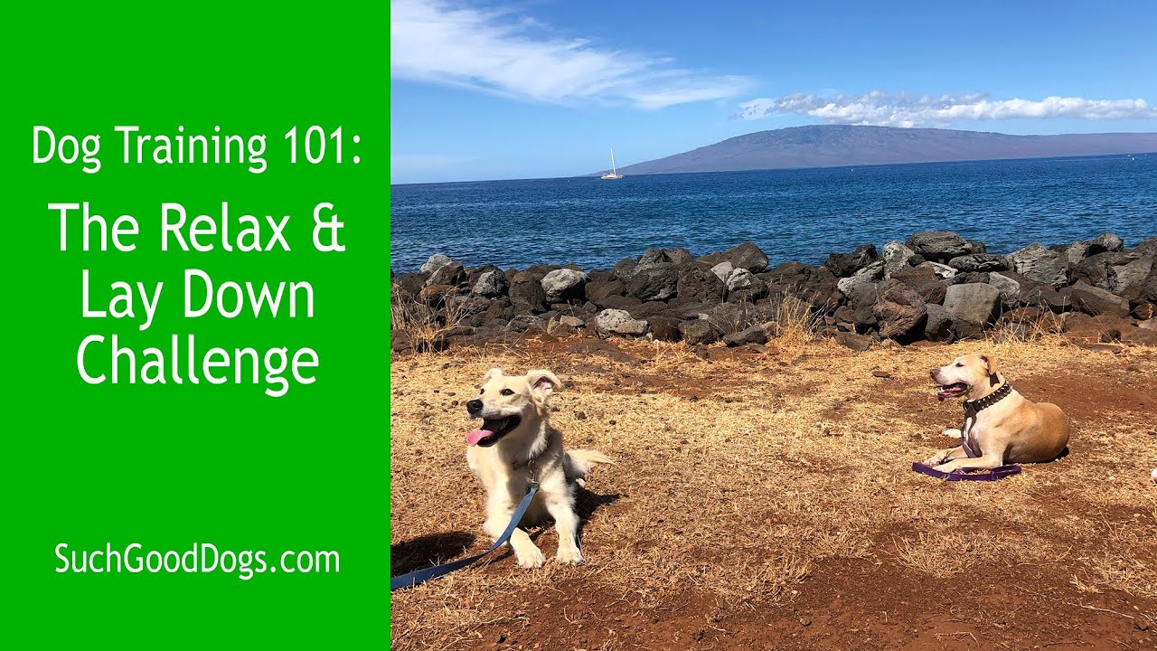 The Lay Down & Relax Challenge:  Training with Such Good Dogs