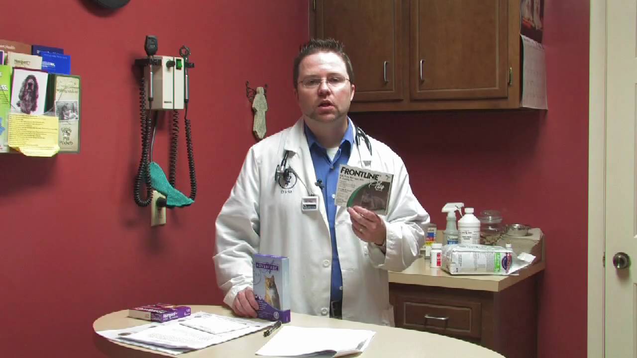Cat Care: Fleas & Parasites : Best Flea Medicine for Cats: Advantage or Frontline?