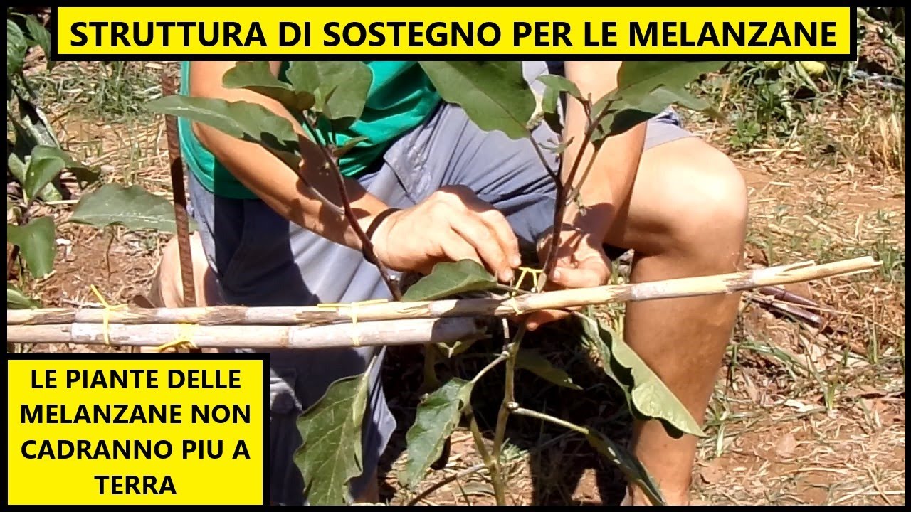 🍆 Come COSTRUIRE la STRUTTURA di SOSTEGNO per le piante di MELANZANE 🍆 | Tutorial Agricoltura