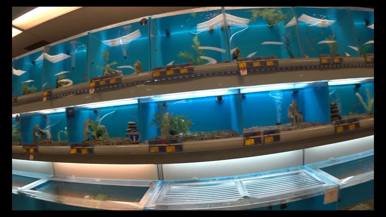 Sony 4K Action Cam Footage Sample @ PetSmart | FDR-X3000