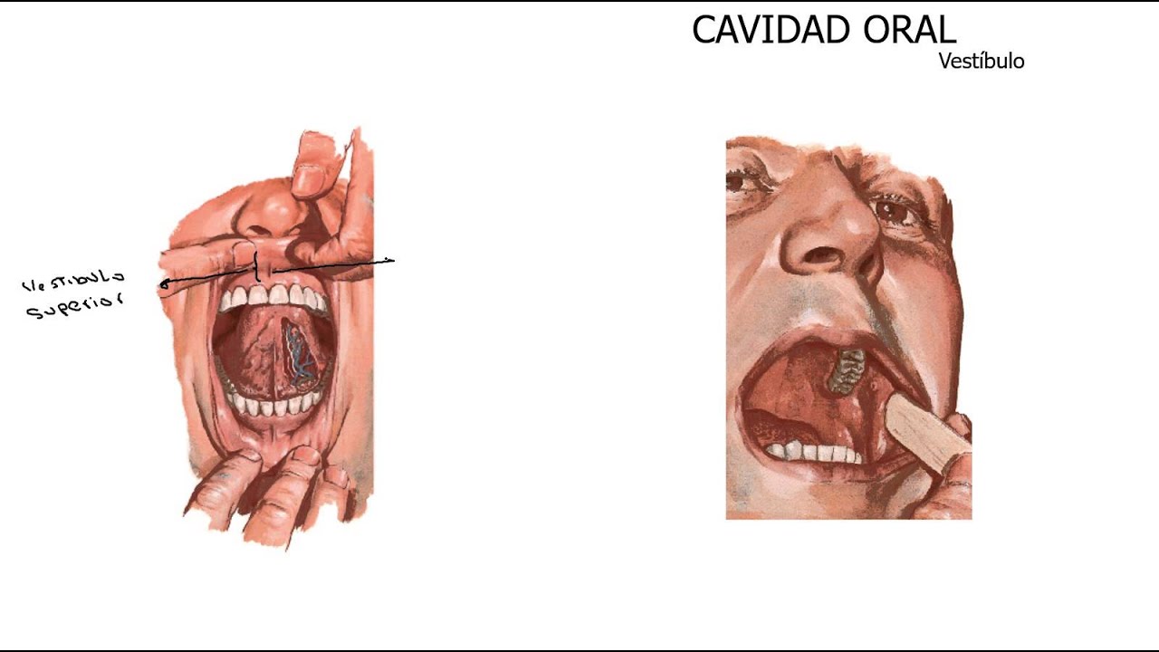 CAVIDAD ORAL