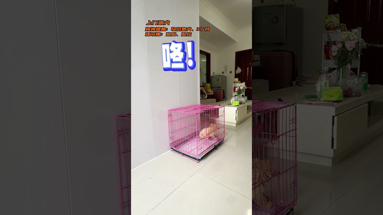 糾正一隻馬爾泰小狗亂拉、亂叫的問題！簡單又快速的訓練方法教給 你#成都訓犬 #狗狗亂叫 #成都訓犬老