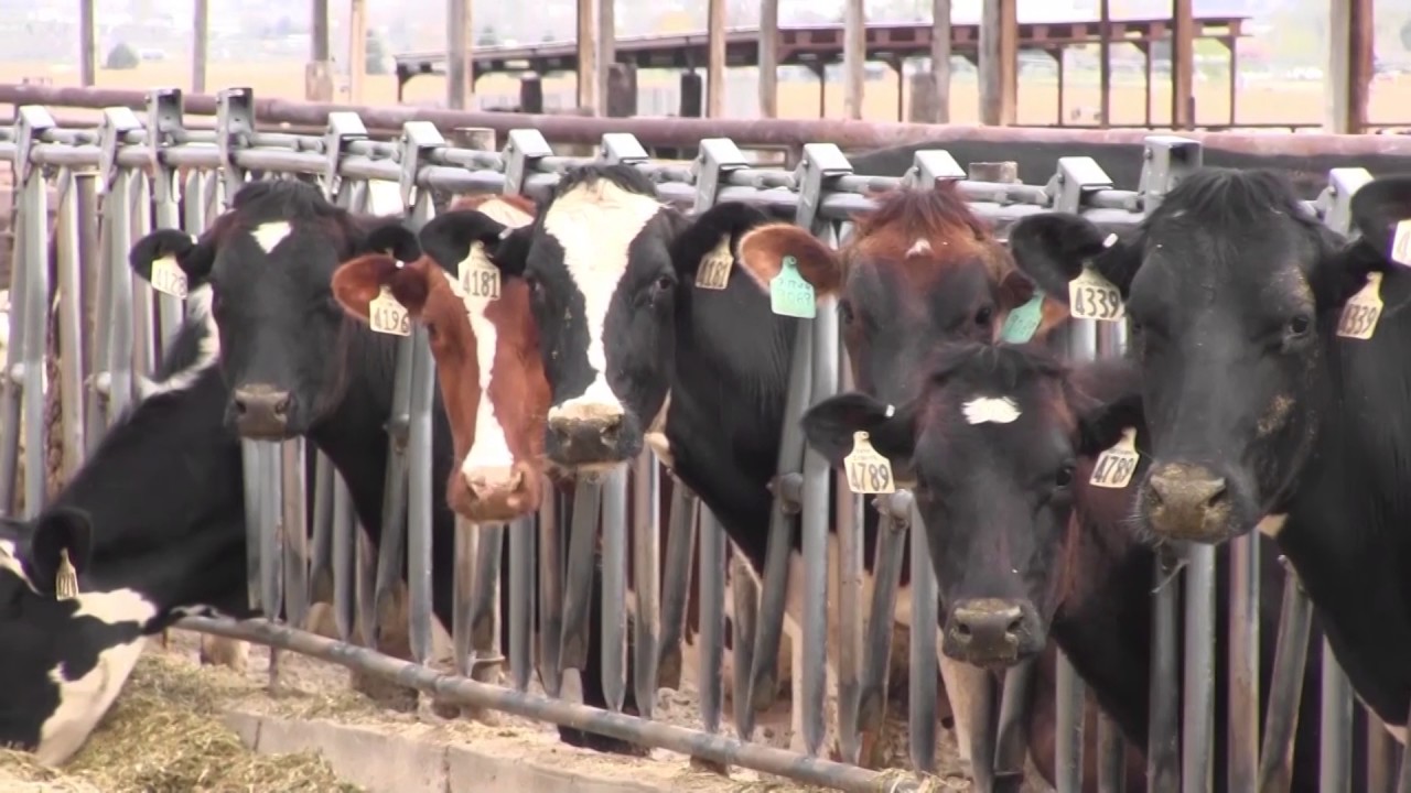Bokma Dairy Tour