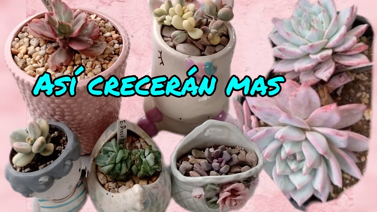 Cambio de maceta a Cotyledon orbiculata variegado y otras mas