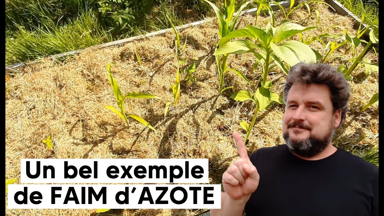 Un bel exemple de FAIM d'AZOTE : AVEC et SANS, sur une même culture