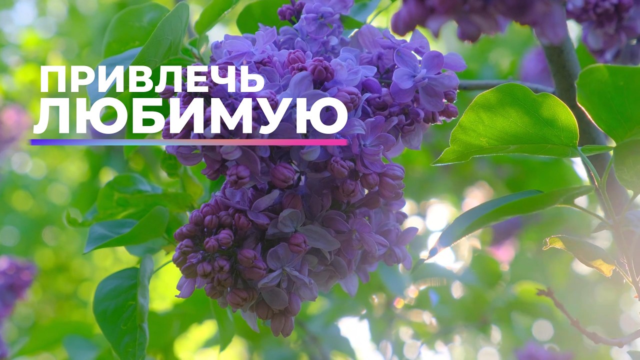 Привлечь любимую. Привлечь избранницу. [не магия] Скрытые аффирмации. Саблиминал.