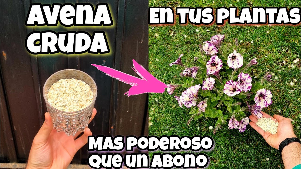 🌾 ENTIERRA AVENA cruda EN tus PLANTAS y me darás las GRACIAS ! Huerta urbana en casa y jardín