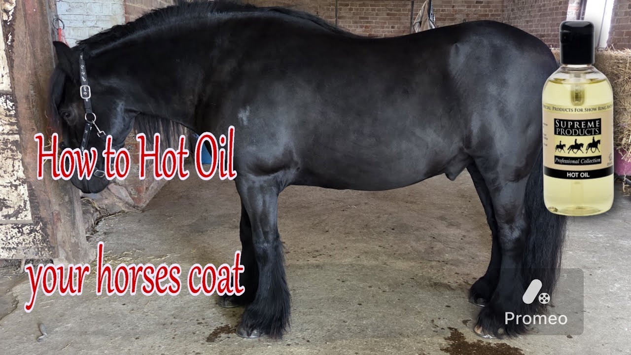 How to Hot Oil your Horses coat