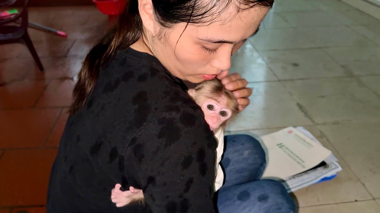 Monkey Abi happily ran home when her heard that mom was discharged from the hospital