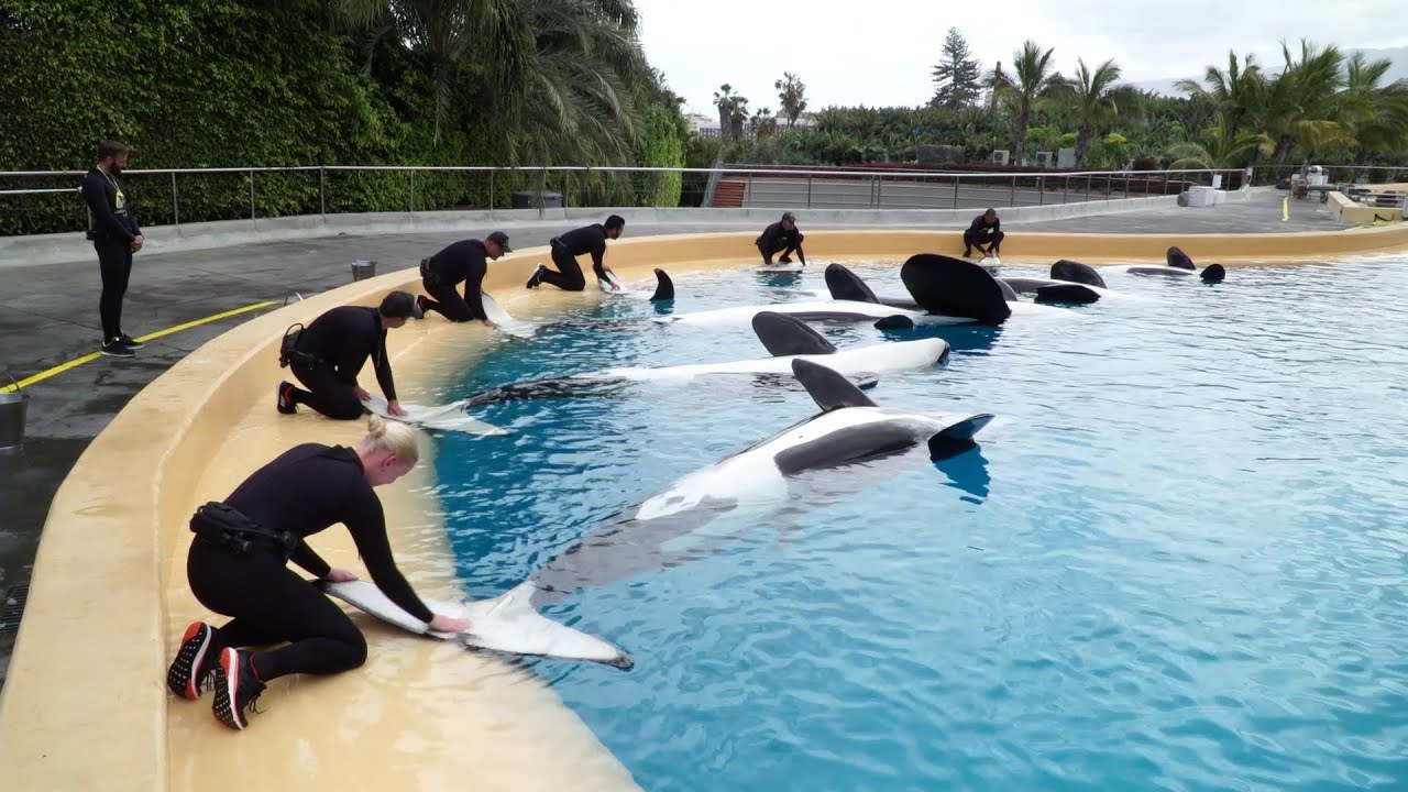 Alimentación de las Orcas