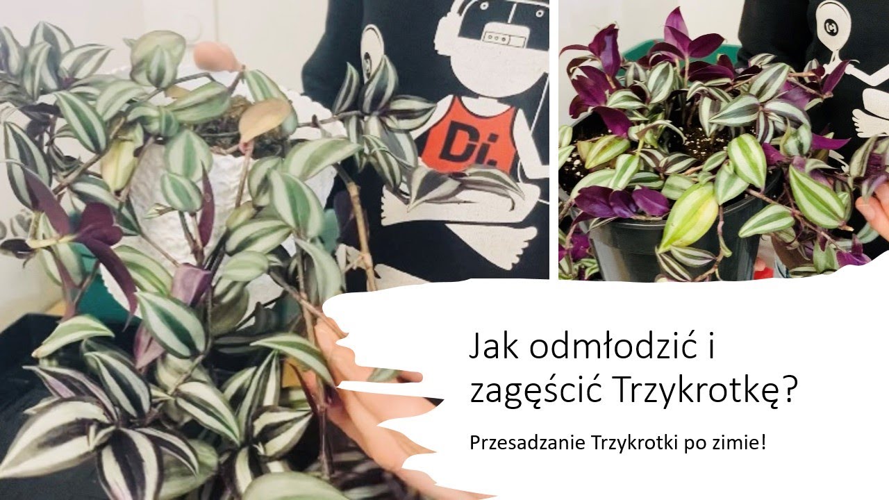 Jak odmłodzić i zagęścić Trzykrotkę po zimie. Przesadzamy Trzykrotkę!