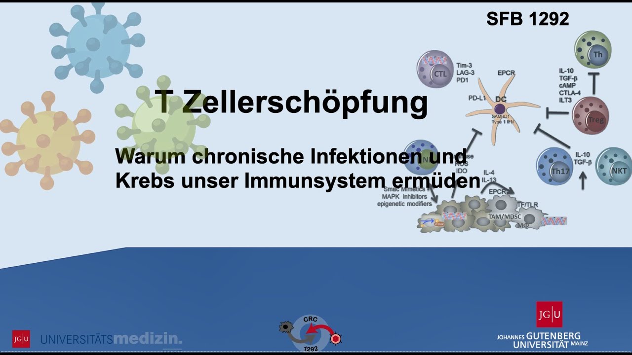 T-Zell-Ersch&ouml;pfung: Wenn unser Immunsystem Burn-Out hat | Universit&auml;tsmedizin Mainz