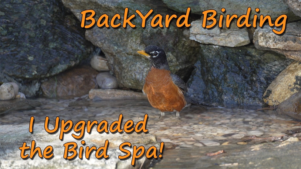 I Upgraded the BackYard Bird Spa!