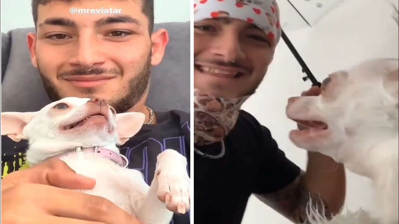 Nikki the chihuahua dog compilation #3। Fanny chihuahua TV