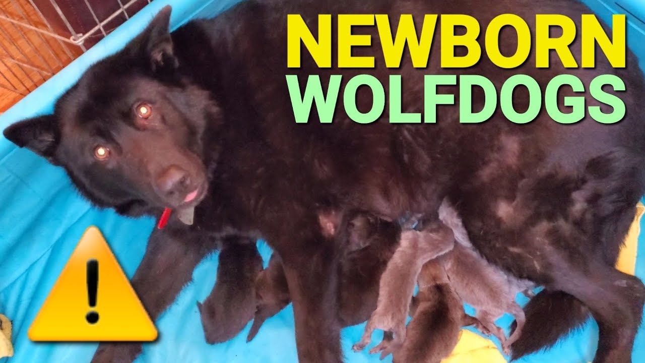 Newborn Puppies Nursing - The Lycan Shepherd Project