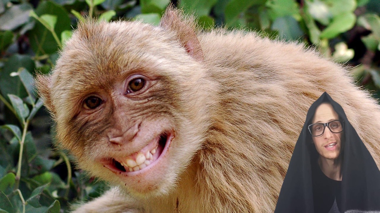 5 Animals That Like Weed