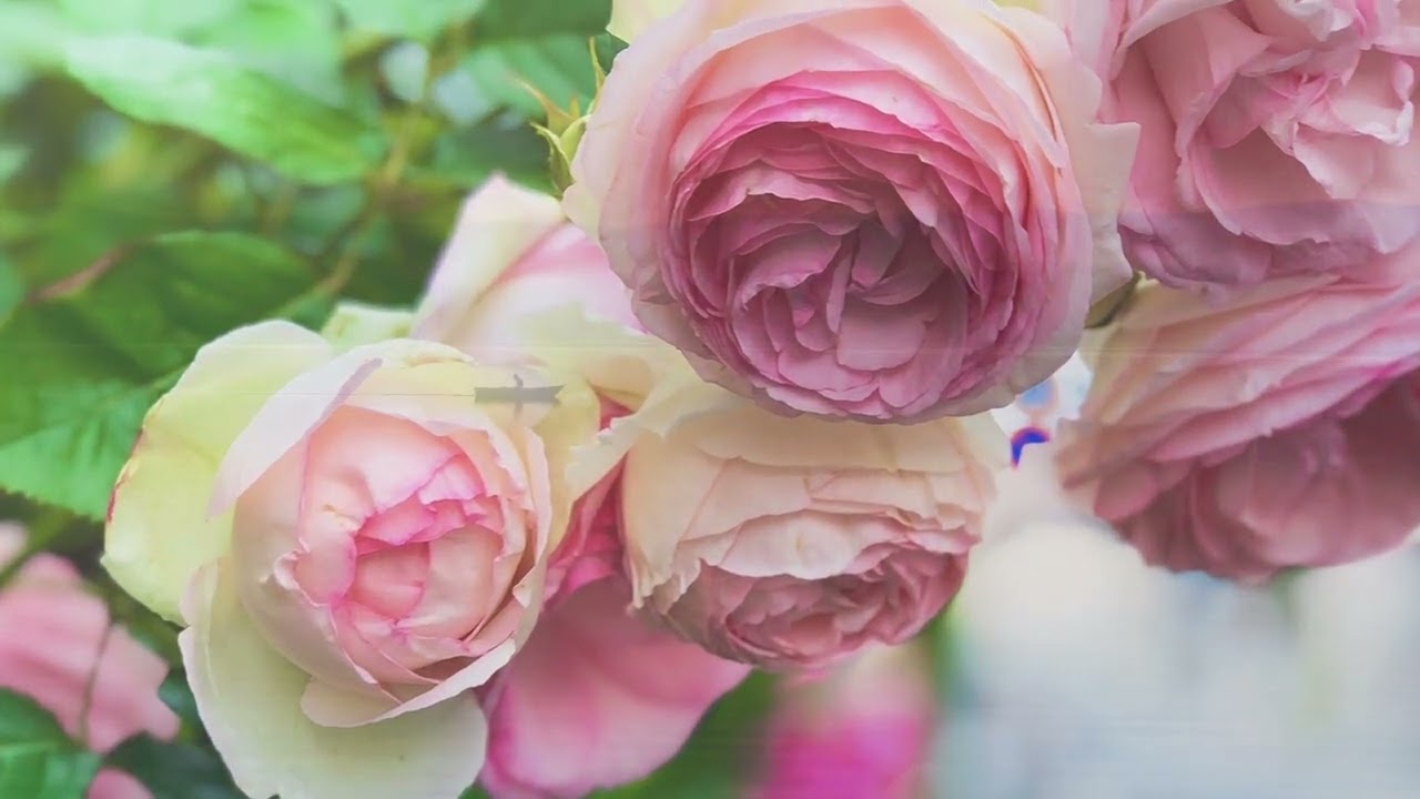 新聖歌１９０番　静けき祈りの／讃美歌２１・４９５番「しずけき祈りの」