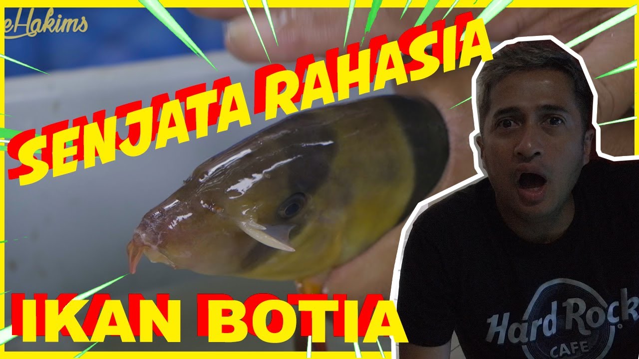 IKAN BOTIA PUNYA SENJATA...?! Ft.buddyfish