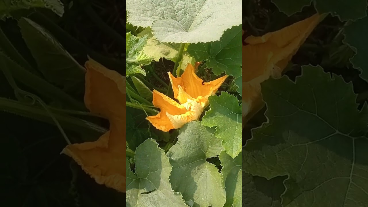 টমেটো চাষ অসাধারণ ফলন পরিবেশ প্রকৃতি