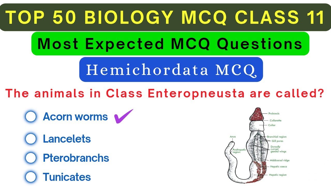 Phylum Hemichordata Top 50 MCQ for Competitive Exams | Biology MCQ| Animal Kingdom MCQ 