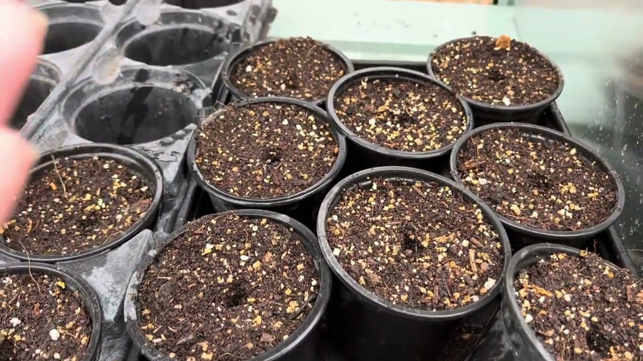 Sowing Hopi Blue Corn