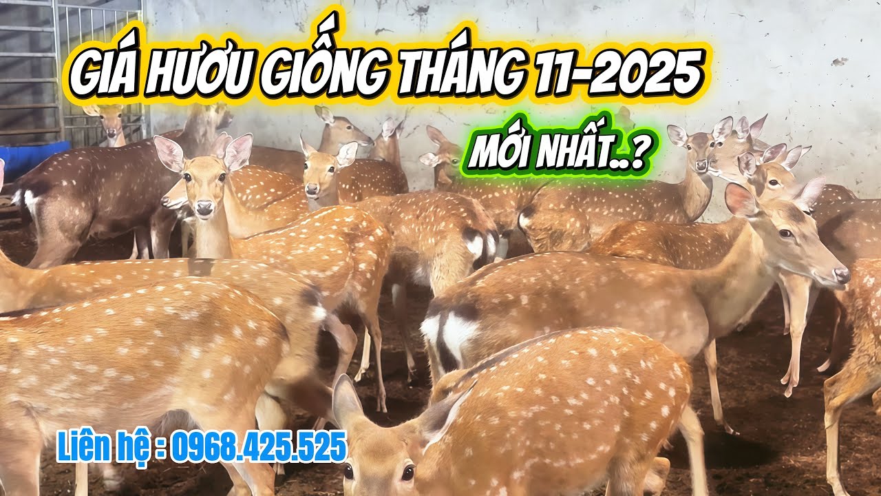 Giá hươu giống tháng 11-2025 mới nhất - Hươu giống Nhật Thuận 0968.424.525