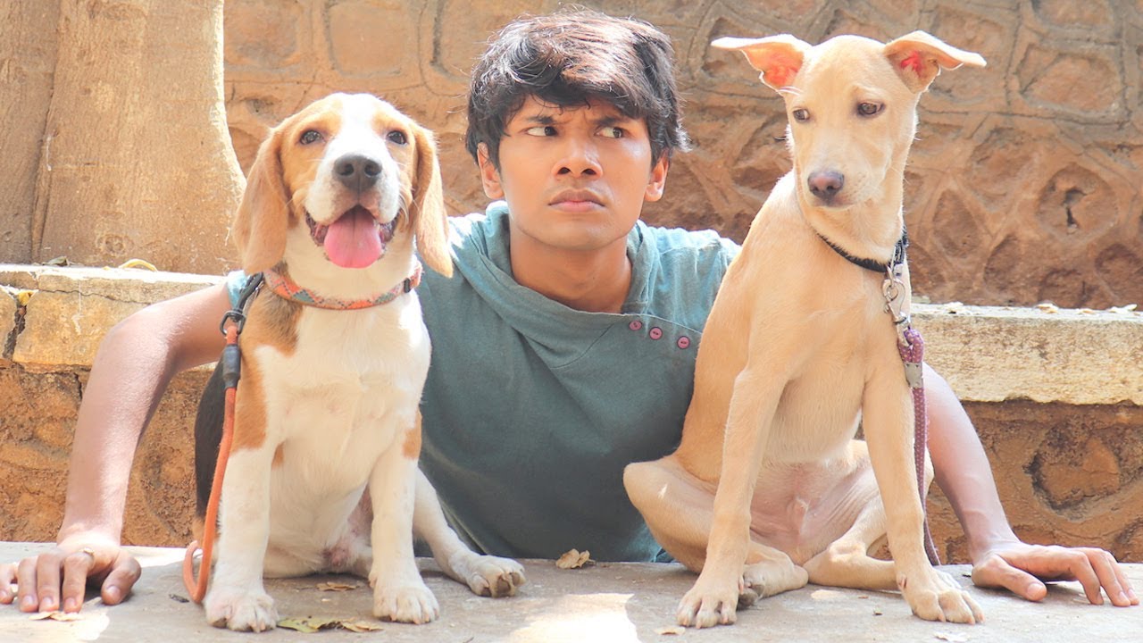 DOG SHORT FILM | OREO MET POCKET || MOHAK MEET || SEEMA