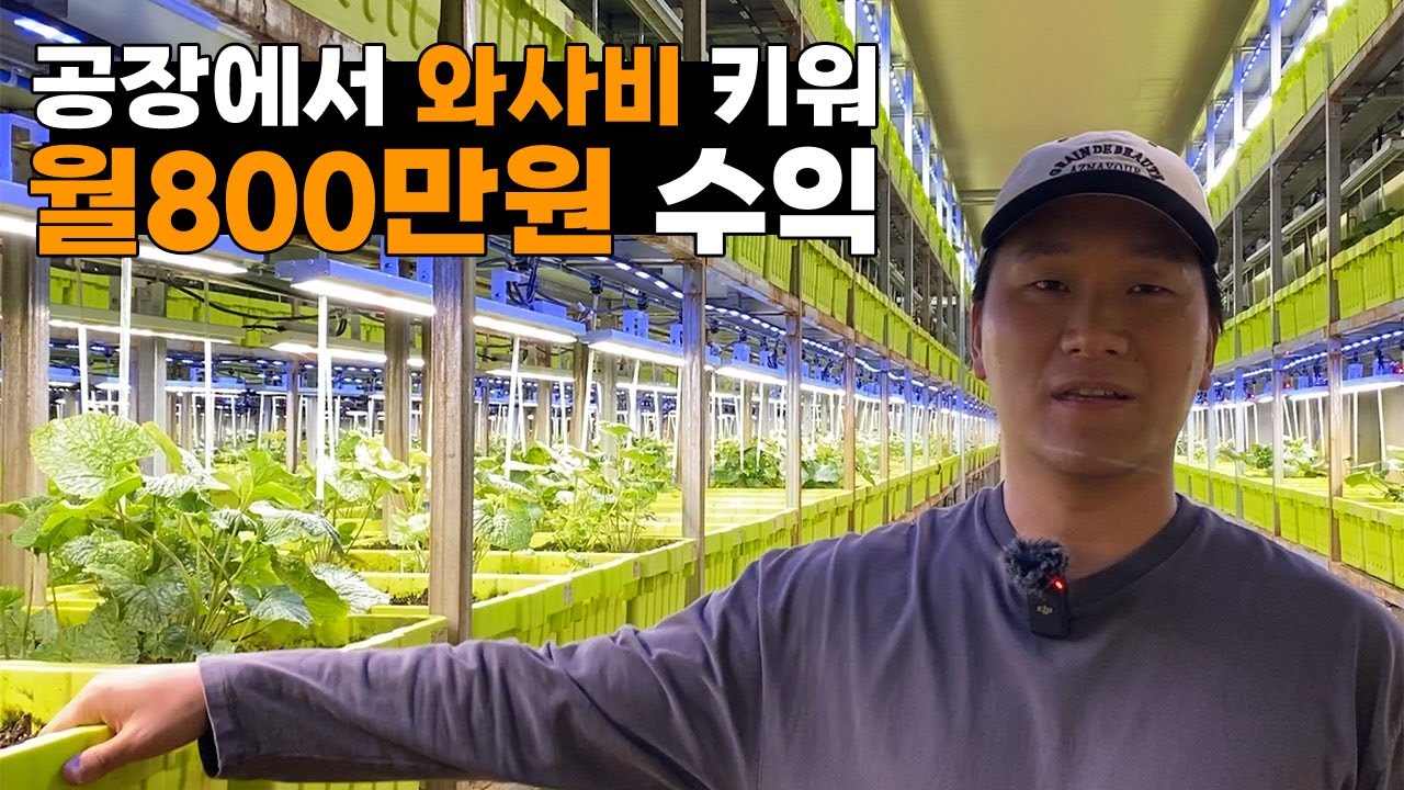 300평 LED식물공장에서 와사비 키워 대박난 30대 청년농부