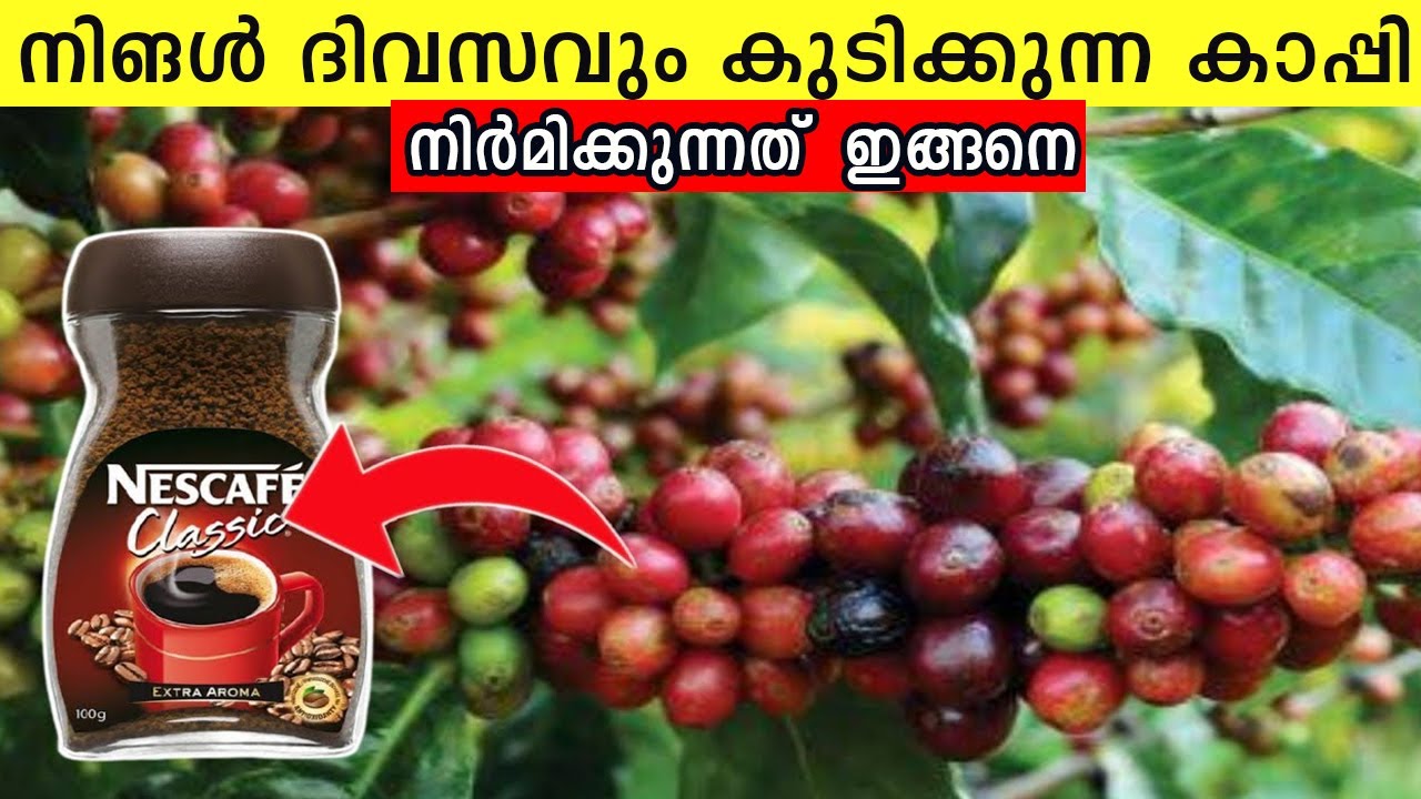 സ്റ്റാർബക്സ്, നെസ്കഫേ കാപ്പിപ്പൊടികൾ എങ്ങനെയാണ് ഉണ്ടാക്കുന്നത്  അറിയണ്ടേ ? Coffee Making Process