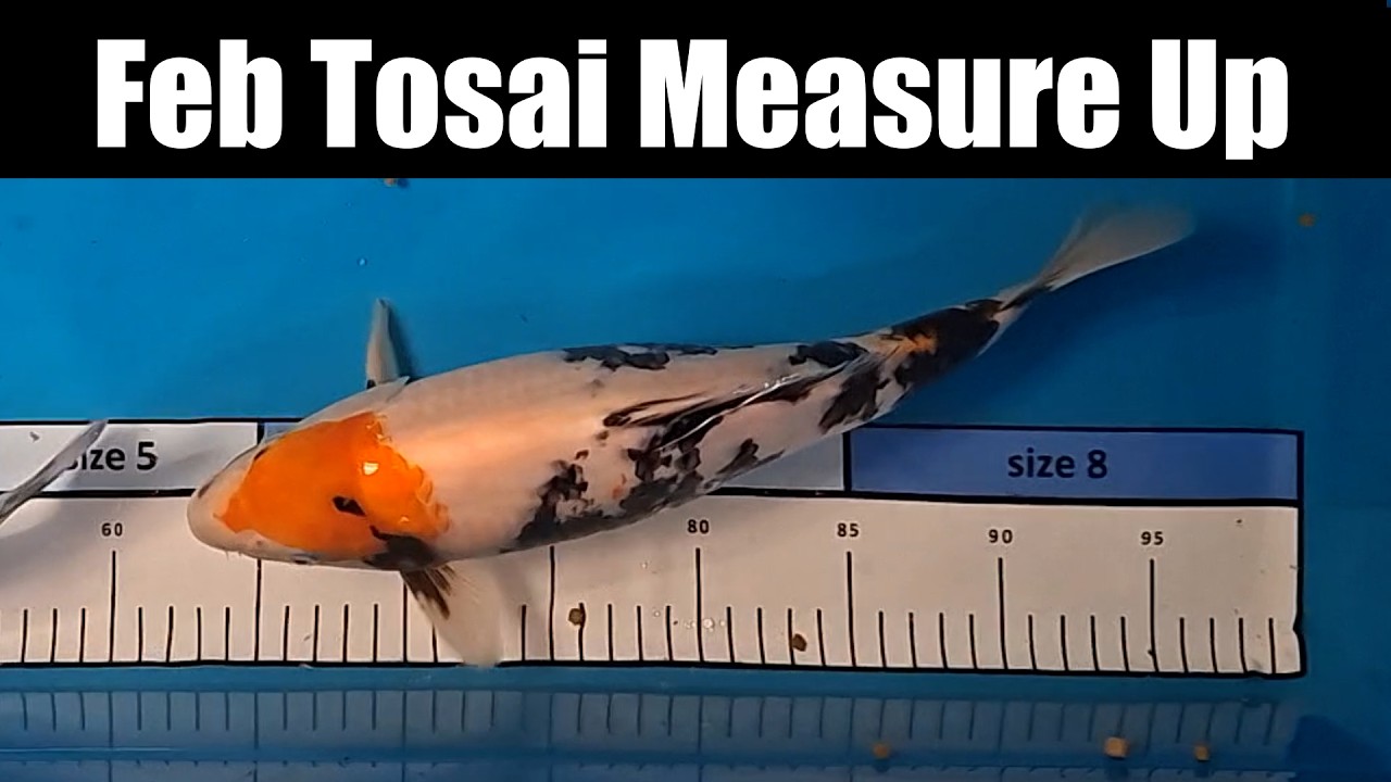 February Koi Measurement - Dumpy Showa & Karashiigoi Results