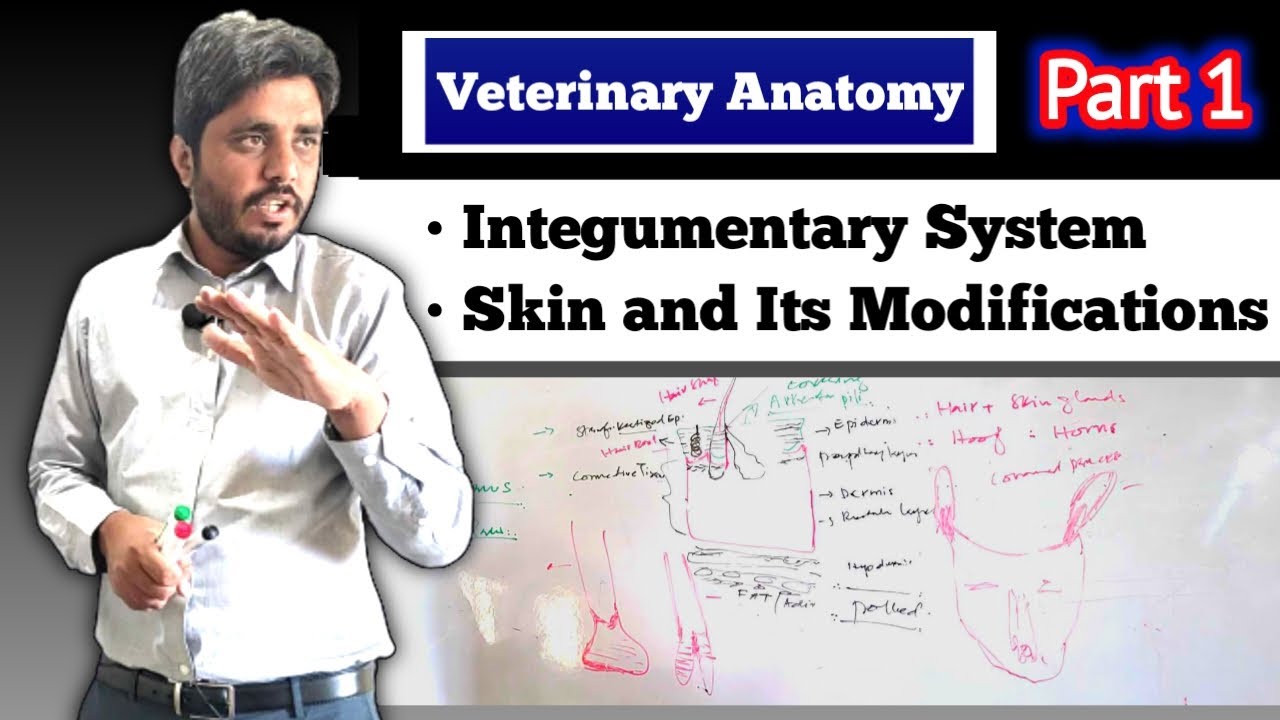 Integumentary System of domestic animals| Veterinary Anatomy lectures| Part 1
