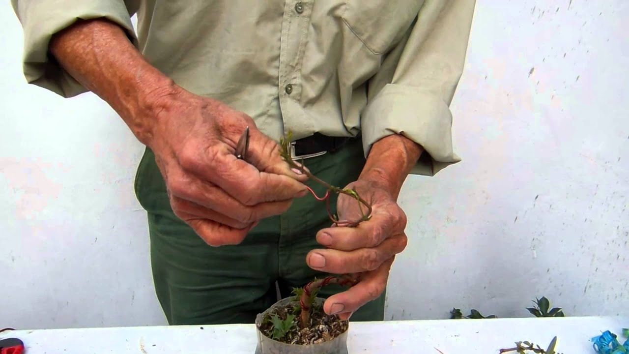 Desalambrado de Acacia y Ficus