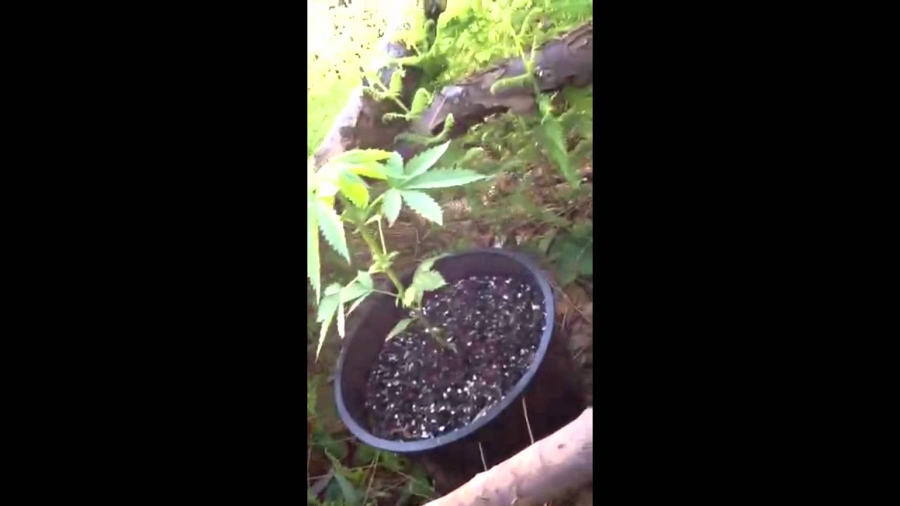 Rare dank week 4 outdoor