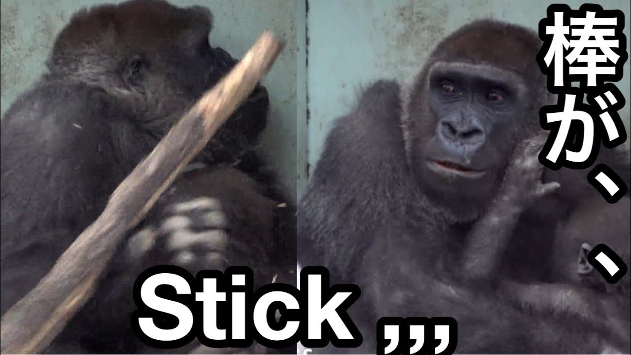 ２m棒が飛んで来た！母ゲンキはキンタロウを守る🌸Mom Genki protects Kintaro 【Kyoto Zoo 京都市動物園】2022/1/15