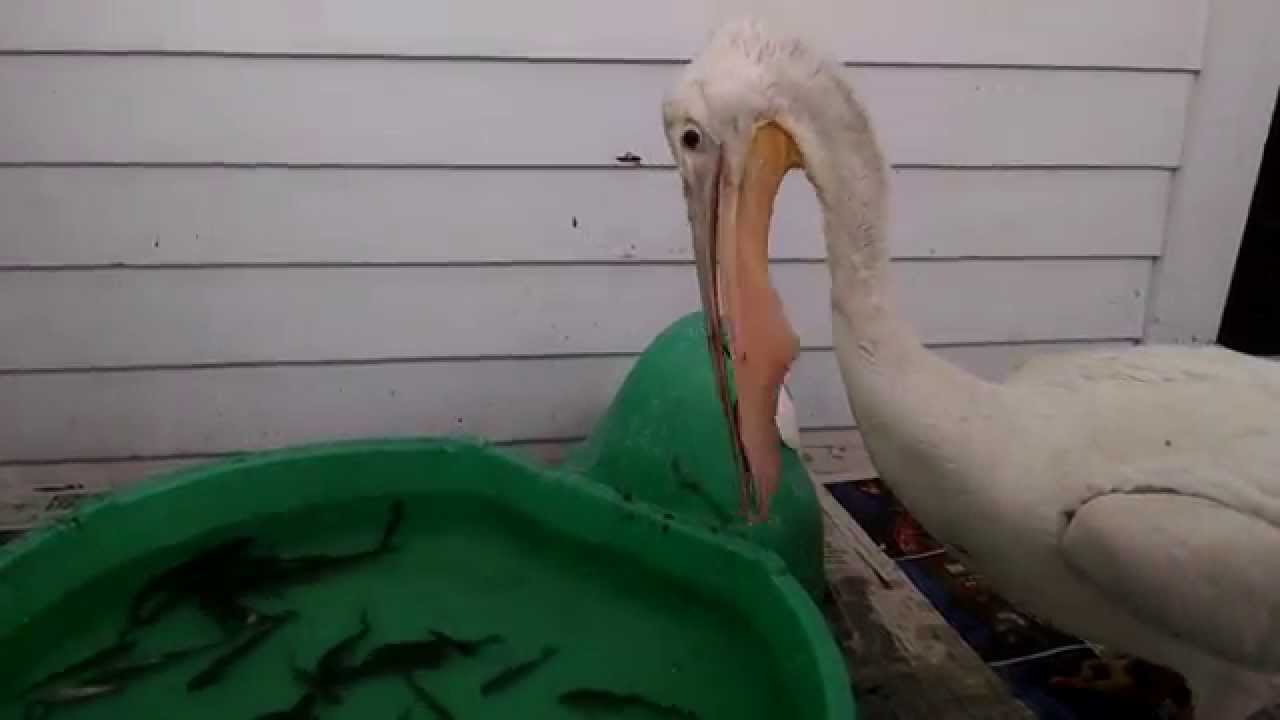 Pelican Eating Dinner