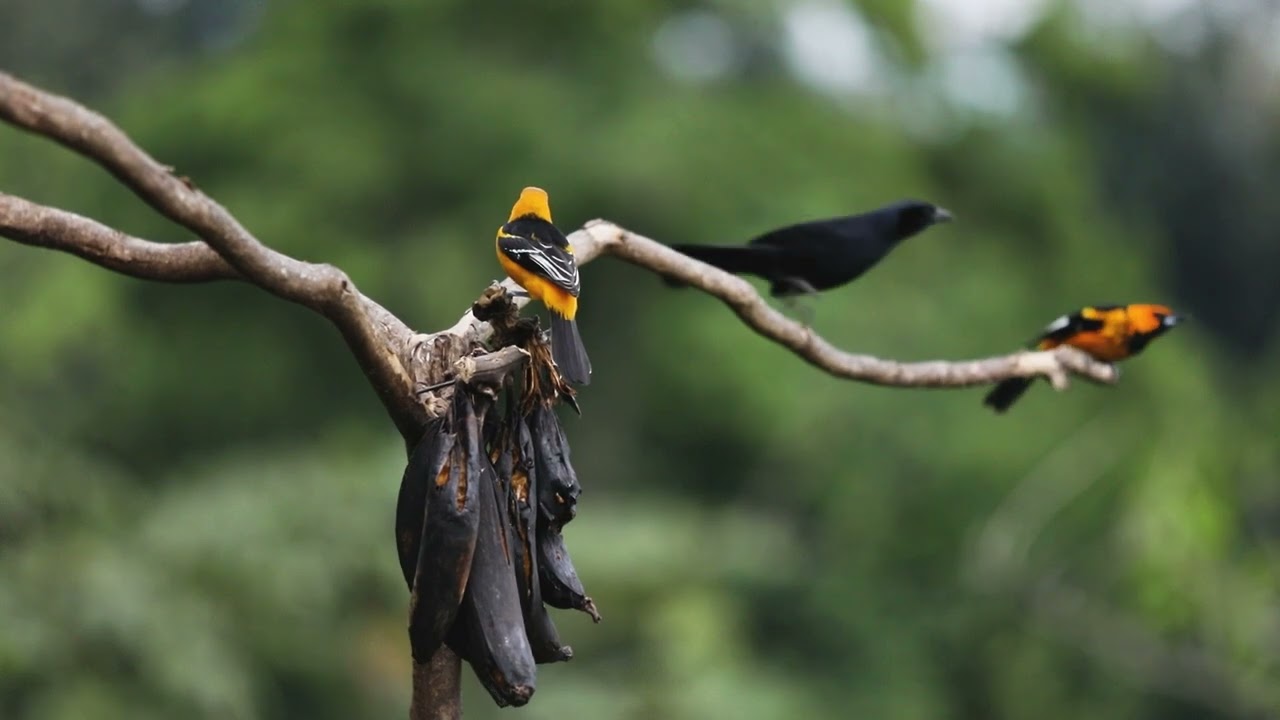 &iquest;Buscando un lugar espectacular para observar aves en Guatemala?