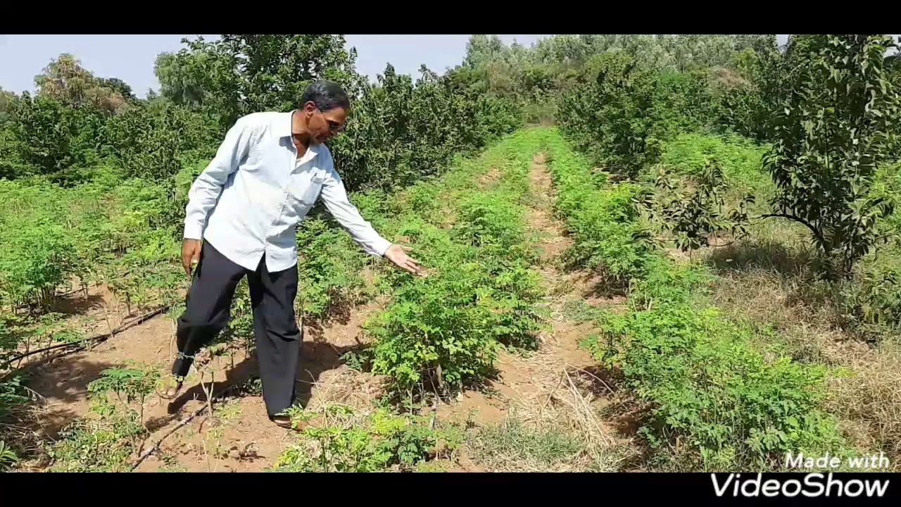 Agriculture of Moringa leaves as a Intercrop