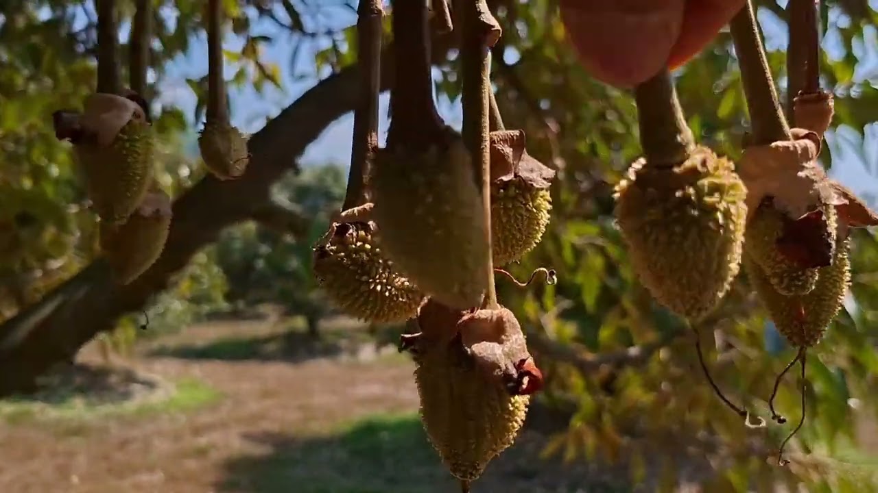 วิธีลดอาการขอบใบใหม้จากแสงแดดในทุเรียน | ทุเรียน เป็นเอก