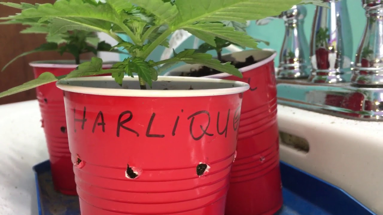 TGA Subcool harliqueen test strain 2018