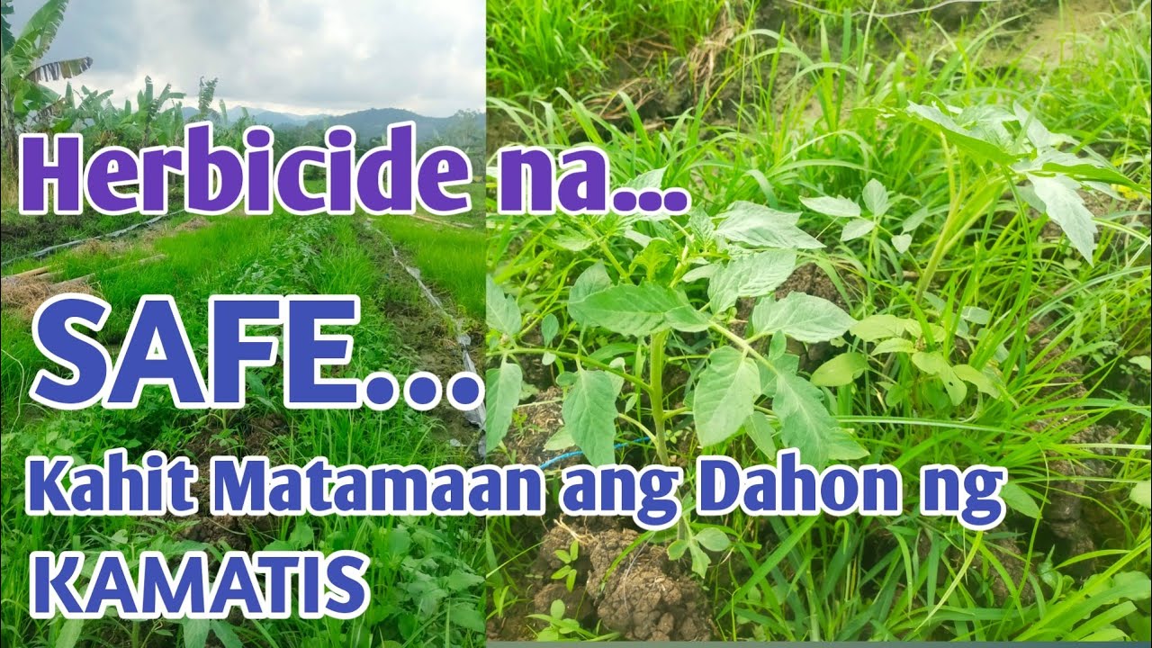 PAANO MAGSPRAY NG HERBICIDE NA SAFE SA KAMATIS?