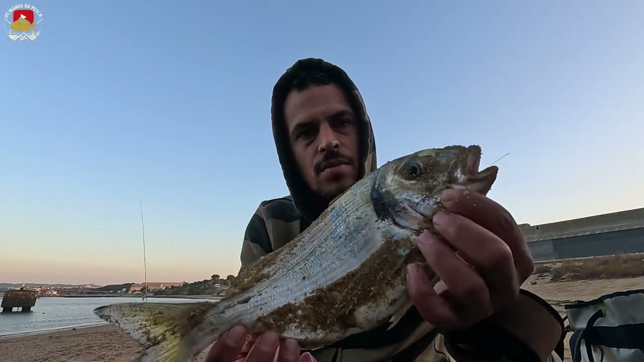 Esta Picada desta Dourada XXL quase me levada a Cana Pesca em Setubal