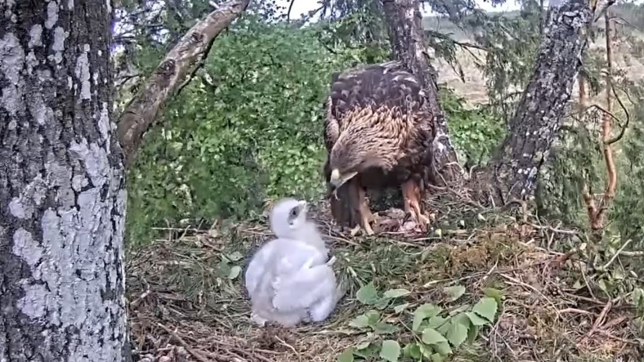 Second breakfast feeding for cute eaglet | Kaljukotkas | Golden Eagle | May 27, 26