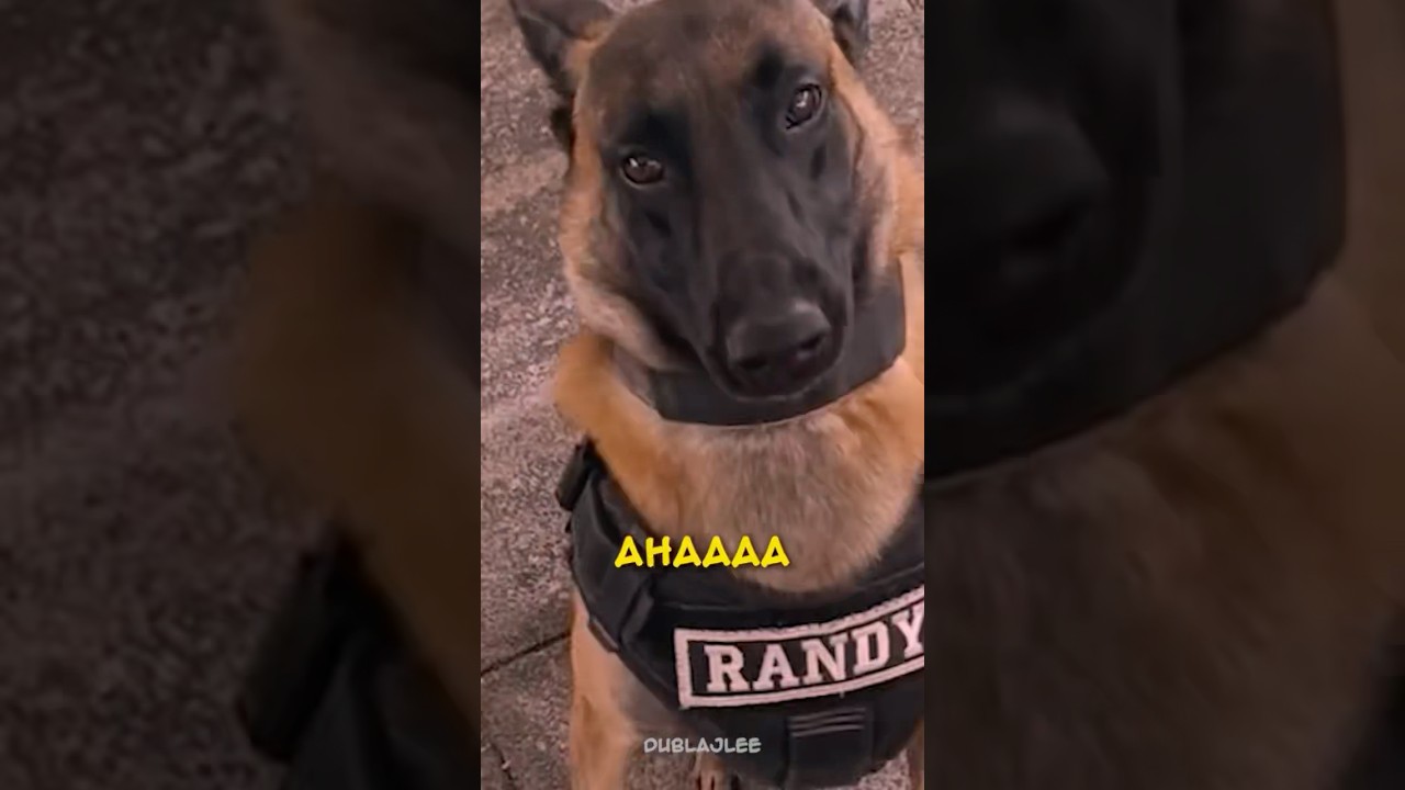 Akıllı Köpek 😂 